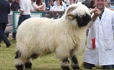 Swiss Valais Blacknose embryos go to US