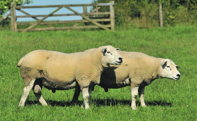  As more farmers are looking to maximise lamb growth from forage, EBV's are becoming an increasingly helpful tool in selecting the right ram to help realise improved performance.  