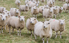 Copy of Understanding ovine Johne's disease is key