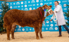 Sassygirl sells for 36,000 at Welsh Winter Fair