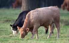 Tips to improving worm control in youngstock