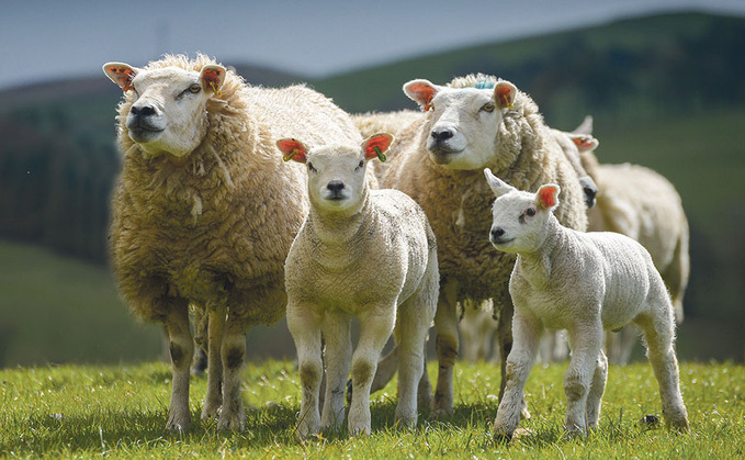 Dyfed-Powys Police said they had been called to four incidents in just under two weeks involving livestock attacks and an incident of theft