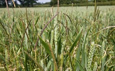 Get on top of grass-weeds as soon as conditions allow