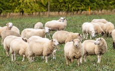 Post-mortem reveals nine pedigree lambs were killed by a dog in Scotland