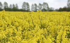 Farmers return to OSR as oil prices soar