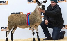 Smearsett flock tops Diamond Delight sale at J36