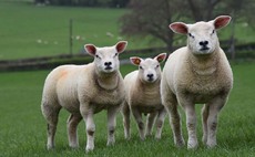 Wild campers 'baa-ffled' by sheep after pitching tent amid flock