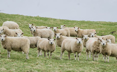 Preventing wormer resistance through the grazing season