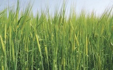 Spring barley variety launched into feed market