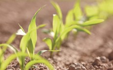 Maize and fodder beet growers urged to submit evidence to save seed dressings