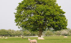 Silvopasture has potential for sheep systems