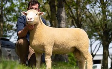 Champion tops Dorset May Fair at 3,400gns