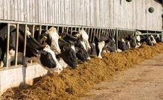 Precise supplementation will be key to get the best from this year's silage 