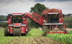 Could sugar beet make a resurgence in Scotland?