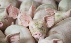 Co-op unveils £19m package to help pig farmers