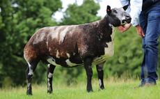 Ewe smashes Dutch Spotted record selling for 20,000gns at Worcester