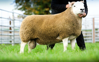 Ram from R H Paton, Castle Crawford which sold for £18,000