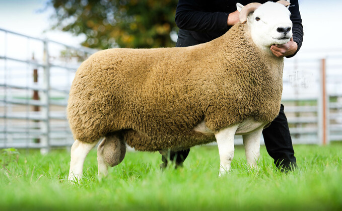 Ram from R H Paton, Castle Crawford which sold for £18,000