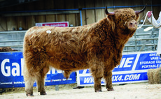 Highlands peak at 6,800gns at Oban