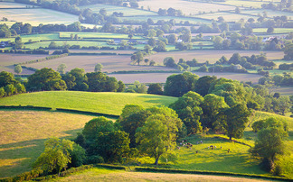 Sustainable Farming Incentive: Weighing up the best options for grassland farms