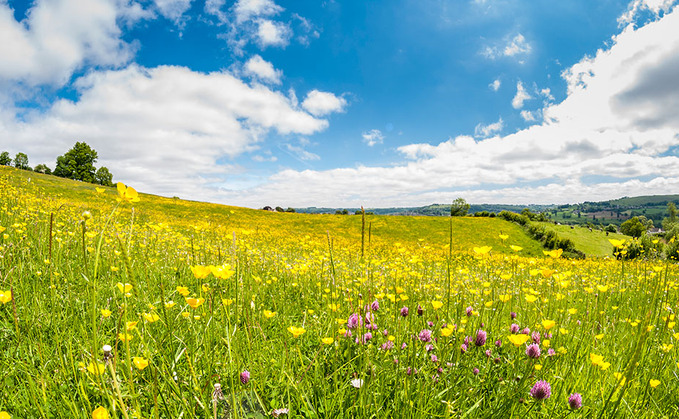 Farming With Nature: How regenerative farming can boost biodiversity