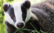 Confidential badger cull map accidentally shared by Derbyshire MPs