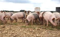 Overdue pig sector legislation has to deliver change and fast