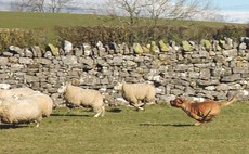 Dog attacks on sheep rise as lockdown sees dog ownership spike