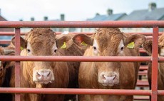 Cattle farmers given £10m building boost