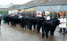 Welsh Blacks sell to 6,800gns at Dolgellau