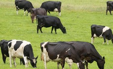 Paying for sustainability will save the dairy market