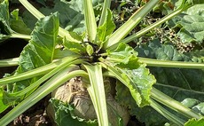 'Huge eruption' of beet moth reported across England