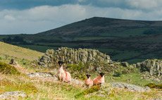 Dartmoor grazing limit to be debated