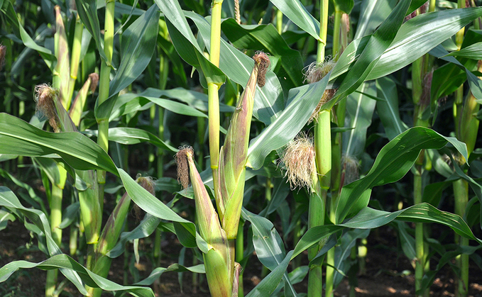 Take steps to capitalise on sustainability of maize