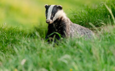 'Culls only effective at killing badgers', says Labour Shadow Defra Secretary