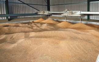 Keeping an eye on the grain market: UK wheat futures prices plunge below £200/t