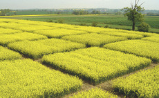 Oilseed rape breeding programme given hard reset to improve resilience of the crop