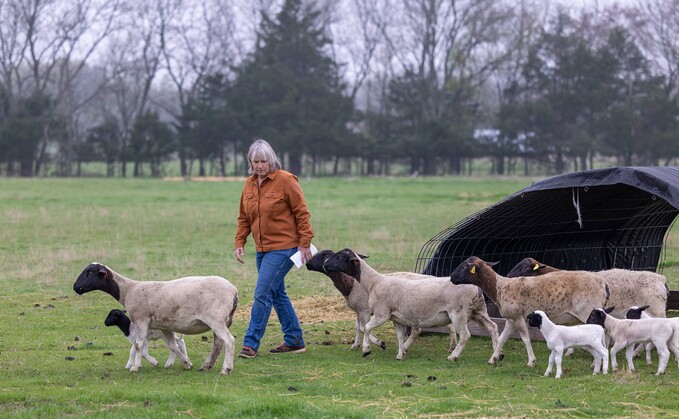 Lauri has found a niche market for her flock