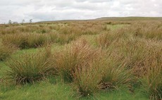 New organisation hopes to transform agriculture's role in the 'natural capital century'