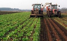 Frost-hit beet faces rejection