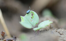 Cabbage stem flea beetle pressure ramping up in oilseed rape