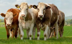 Hub pivotal in achieving responsible antibiotic use across ruminant sectors   