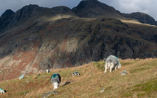 Defra accused of leaving common land farmers 'out in the cold'