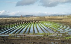 Regional potato production sees mixed bag