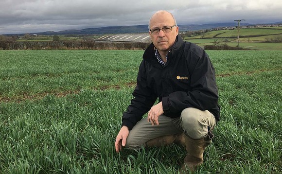 Crop Walk with Simon Nelson: Weed control in wheat is priority