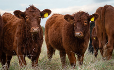 Farming With Nature: Oxfordshire farm proves outwintering success