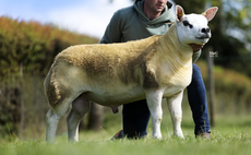 Knap Grumpy tops Texel trade at 170,000gns