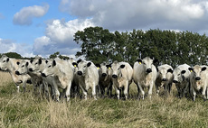 Beef prices buck a drop in demand