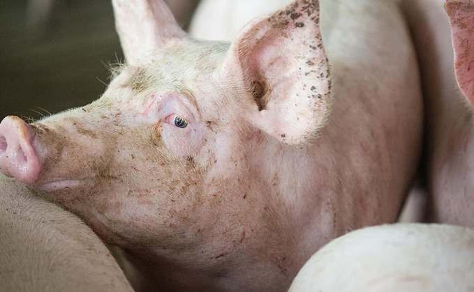 Farmers still cautious as pig numbers drop