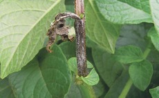 Green light for mancozeb this spring as potato fungicides continue to be under pressure